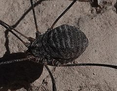 Trachyrhinus by (c) Colin Croft, some rights reserved (CC BY), uploaded by Colin Croft. Used under a CC-BY license.