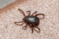 Rhipicephalus by (c) Eleftherios Katsillis, some rights reserved (CC BY), uploaded by Eleftherios Katsillis. Used under a CC-BY license.