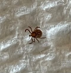 Amblyomma americanum by (c) Nathan May, some rights reserved (CC BY), uploaded by Nathan May. Used under a CC-BY license.