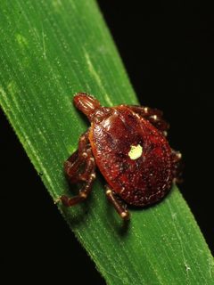 Amblyomma americanum by (c) Katja Schulz, some rights reserved (CC BY). Used under a CC-BY license.