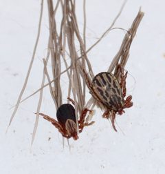 Dermacentor albipictus by (c) Dustin Snider, some rights reserved (CC BY), uploaded by Dustin Snider. Used under a CC-BY license.