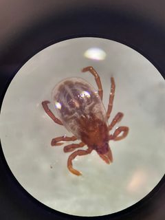 Ixodes marxi by (c) Sequoia Janirella Wrens, some rights reserved (CC BY), uploaded by Sequoia Janirella Wrens. Used under a CC-BY license.