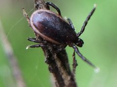 Ixodes pacificus by (c) Darin J McGuire, some rights reserved (CC BY), uploaded by Darin J McGuire. Used under a CC-BY license.