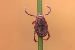 Rhipicephalus sanguineus by (c) @dineshphotography7797, some rights reserved (CC BY), uploaded by @dineshphotography7797. Used under a CC-BY license.