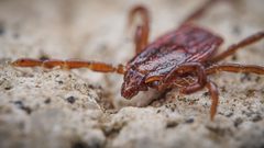 Rhipicephalus sanguineus by (c) Reynante Martinez, some rights reserved (CC BY), uploaded by Reynante Martinez. Used under a CC-BY license.