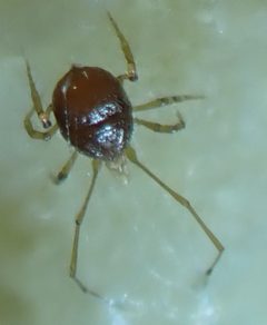 Ologamasidae by no rights reserved, uploaded by corunastylis. Used under a CC0 license.