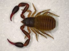 Pseudoscorpiones by (c) Donald Hobern, some rights reserved (CC BY). Used under a CC-BY license.