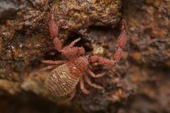 Chernetidae by (c) Ken-ichi Ueda, some rights reserved (CC BY), uploaded by Ken-ichi Ueda. Used under a CC-BY license.