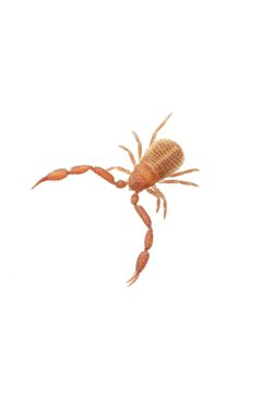 Chernetidae by (c) Evrytte Carlson, some rights reserved (CC BY), uploaded by Evrytte Carlson. Used under a CC-BY license.
