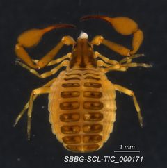 Garypidae by (c) Casey H. Richart, some rights reserved (CC BY), uploaded by Casey H. Richart. Used under a CC-BY license.