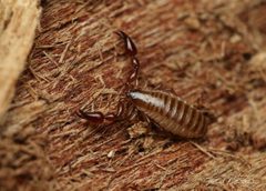 Cheliferoidea by (c) Thilina Hettiarachchi, some rights reserved (CC BY), uploaded by Thilina Hettiarachchi. Used under a CC-BY license.