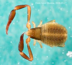 Cheliferoidea by (c) Jared Shorma, some rights reserved (CC BY), uploaded by Jared Shorma. Used under a CC-BY license.
