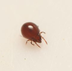Adoristes by (c) Jonas V., some rights reserved (CC BY), uploaded by Jonas V.. Used under a CC-BY license.