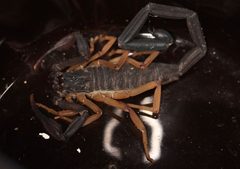 Centruroides gracilis by (c) lazarus, some rights reserved (CC BY), uploaded by lazarus. Used under a CC-BY license.