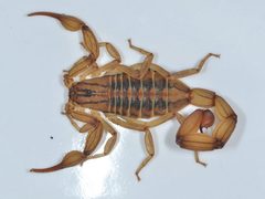 Centruroides by (c) Don Loarie, some rights reserved (CC BY). Used under a CC-BY license.