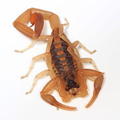 Centruroides vittatus by (c) Judy Gallagher, some rights reserved (CC BY). Used under a CC-BY license.