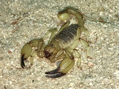 Anuroctonus pococki by (c) Chris Brown, some rights reserved (CC BY), uploaded by Chris Brown. Used under a CC-BY license.