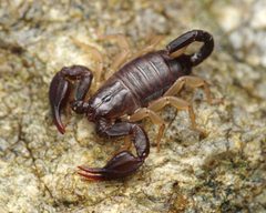 Scorpiones by (c) Ludivine Lamare, some rights reserved (CC BY), uploaded by Ludivine Lamare. Used under a CC-BY license.