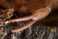 Serradigitus gertschi by (c) Ken-ichi Ueda, some rights reserved (CC BY), uploaded by Ken-ichi Ueda. Used under a CC-BY license.