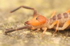Ammotrechidae by (c) Reid Hardin, some rights reserved (CC BY), uploaded by Reid Hardin. Used under a CC-BY license.
