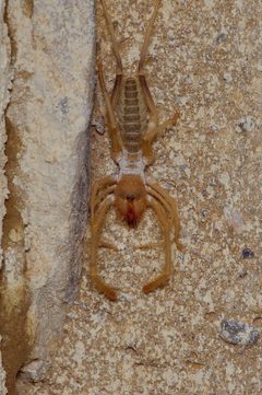 Eremocosta gigasella by (c) Michelle W. （鍾偉瑋）, some rights reserved (CC BY), uploaded by Michelle W. （鍾偉瑋）. Used under a CC-BY license.