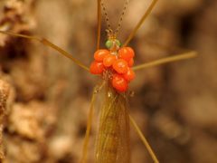Calyptostomatidae by (c) Katja Schulz, some rights reserved (CC BY). Used under a CC-BY license.