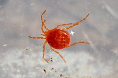 Hydryphantes by (c) Even Dankowicz, some rights reserved (CC BY), uploaded by Even Dankowicz. Used under a CC-BY license.