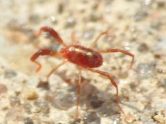 Lasioerythraeus by (c) Sam Kieschnick, some rights reserved (CC BY), uploaded by Sam Kieschnick. Used under a CC-BY license.