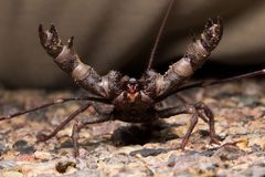 Uropygi by (c) Ken-ichi Ueda, some rights reserved (CC BY), uploaded by Ken-ichi Ueda. Used under a CC-BY license.