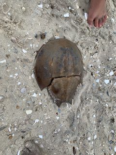 Limulus by (c) Carrie Seltzer, some rights reserved (CC BY), uploaded by Carrie Seltzer. Used under a CC-BY license.