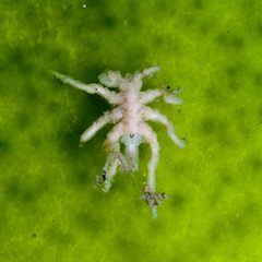 Pycnogonidae by (c) Ken-ichi Ueda, some rights reserved (CC BY), uploaded by Ken-ichi Ueda. Used under a CC-BY license.