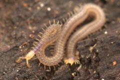 Schendylidae by (c) Luke Padon, some rights reserved (CC BY), uploaded by Luke Padon. Used under a CC-BY license.