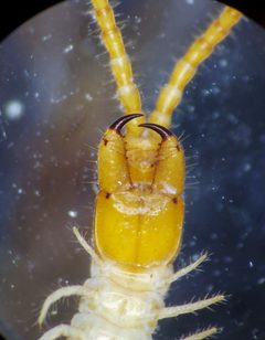 Arctogeophilus by (c) Derek Hennen, some rights reserved (CC BY), uploaded by Derek Hennen. Used under a CC-BY license.
