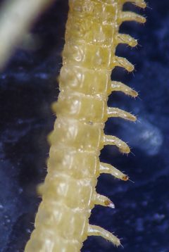 Arenophilus by (c) Derek Hennen, some rights reserved (CC BY), uploaded by Derek Hennen. Used under a CC-BY license.