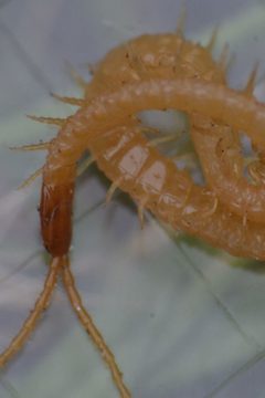 Geophilus flavus by (c) Matthew Vosper, some rights reserved (CC BY), uploaded by Matthew Vosper. Used under a CC-BY license.