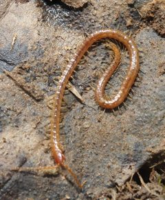 Geophilus vittatus by (c) Zachary Dankowicz, some rights reserved (CC BY), uploaded by Zachary Dankowicz. Used under a CC-BY license.