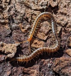 Geophilus vittatus by (c) Mark Jones, some rights reserved (CC BY), uploaded by Mark Jones. Used under a CC-BY license.