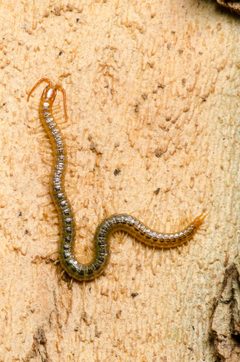 Geophilus vittatus by (c) Morgan Jackson, some rights reserved (CC BY), uploaded by Morgan Jackson. Used under a CC-BY license.