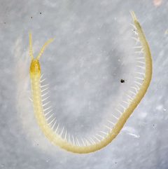 Pachymerium by (c) Derek Hennen, some rights reserved (CC BY), uploaded by Derek Hennen. Used under a CC-BY license.
