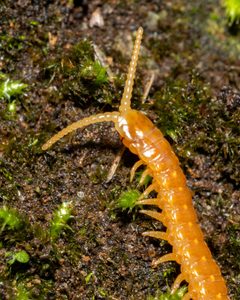 Himantariidae by (c) Diego González Dopico, some rights reserved (CC BY), uploaded by Diego González Dopico. Used under a CC-BY license.