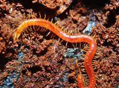 Strigamia bothriopus by (c) Zachary Dankowicz, some rights reserved (CC BY), uploaded by Zachary Dankowicz. Used under a CC-BY license.
