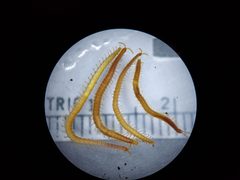 Strigamia chionophila by (c) Derek Hennen, some rights reserved (CC BY), uploaded by Derek Hennen. Used under a CC-BY license.