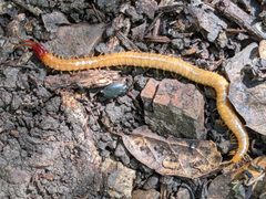 Dicellophilus by (c) Ken-ichi Ueda, some rights reserved (CC BY), uploaded by Ken-ichi Ueda. Used under a CC-BY license.