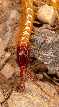 Dicellophilus by (c) Michael Warner, some rights reserved (CC BY), uploaded by Michael Warner. Used under a CC-BY license.