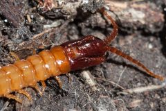 Mecistocephalidae by (c) Ken-ichi Ueda, some rights reserved (CC BY), uploaded by Ken-ichi Ueda. Used under a CC-BY license.