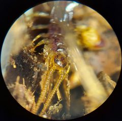 Zygethobius pontis by (c) Derek Hennen, some rights reserved (CC BY), uploaded by Derek Hennen. Used under a CC-BY license.