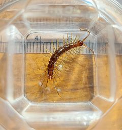 Zygethobius pontis by (c) Derek Hennen, some rights reserved (CC BY), uploaded by Derek Hennen. Used under a CC-BY license.