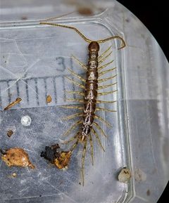Zygethobius pontis by (c) Derek Hennen, some rights reserved (CC BY), uploaded by Derek Hennen. Used under a CC-BY license.