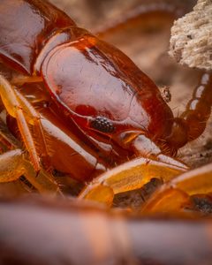 Lithobiidae by (c) Alexis Tinker-Tsavalas, some rights reserved (CC BY), uploaded by Alexis Tinker-Tsavalas. Used under a CC-BY license.