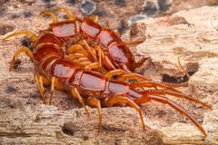 Lithobiidae by (c) Alexis Tinker-Tsavalas, some rights reserved (CC BY), uploaded by Alexis Tinker-Tsavalas. Used under a CC-BY license.